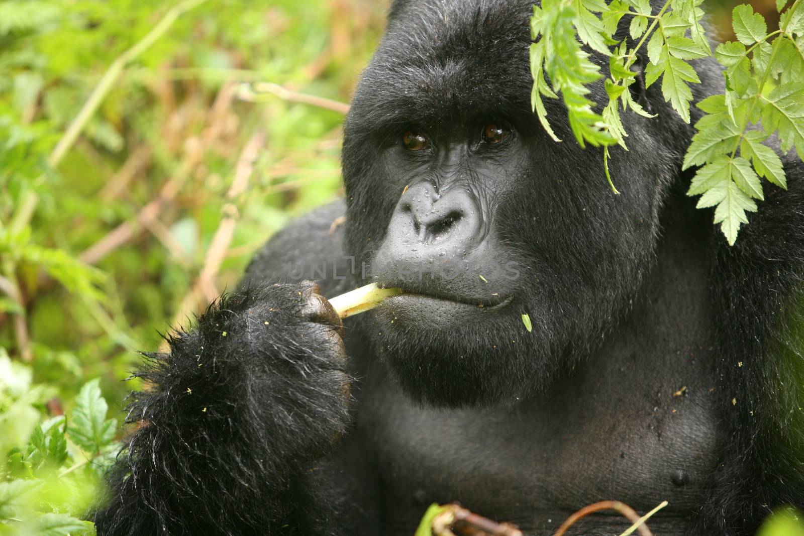 Wild Gorilla animal Rwanda Africa tropical Forest by desant7474