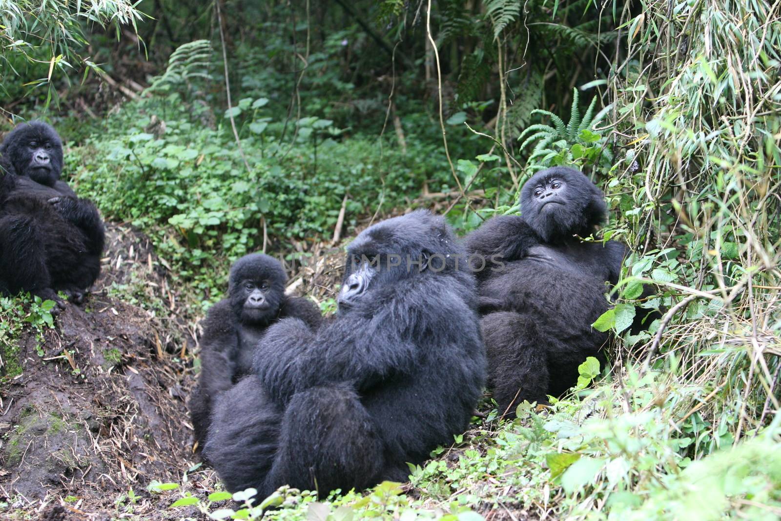 Wild Gorilla animal Rwanda Africa tropical Forest by desant7474