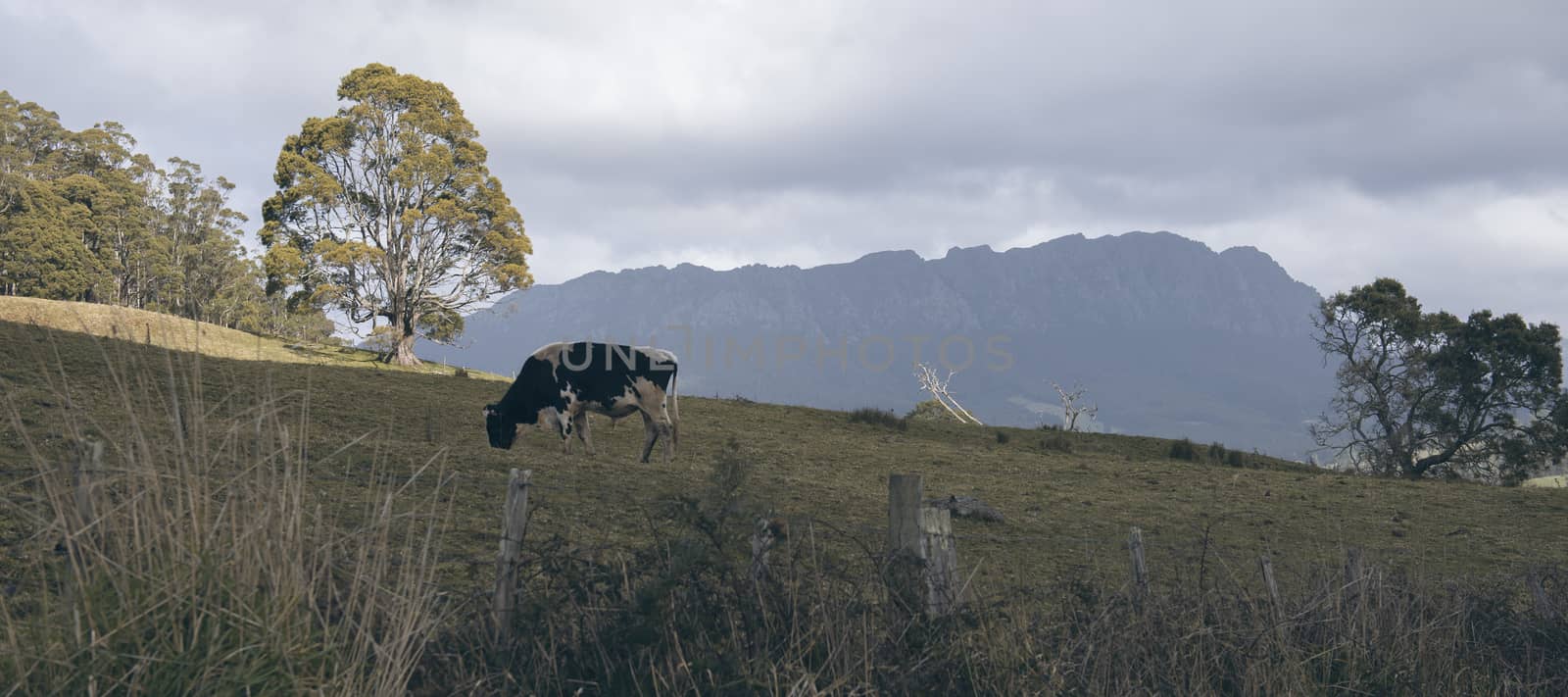 Holstein Fresian cow out in the paddock during the day in Tasmania, Australia.