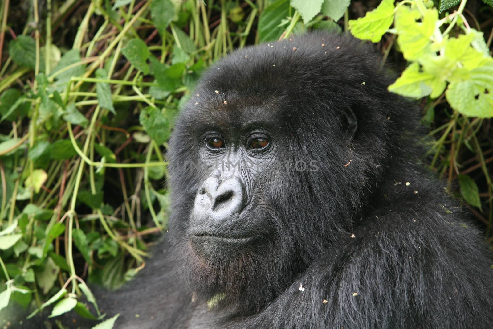 Wild Gorilla animal Rwanda Africa tropical Forest by desant7474