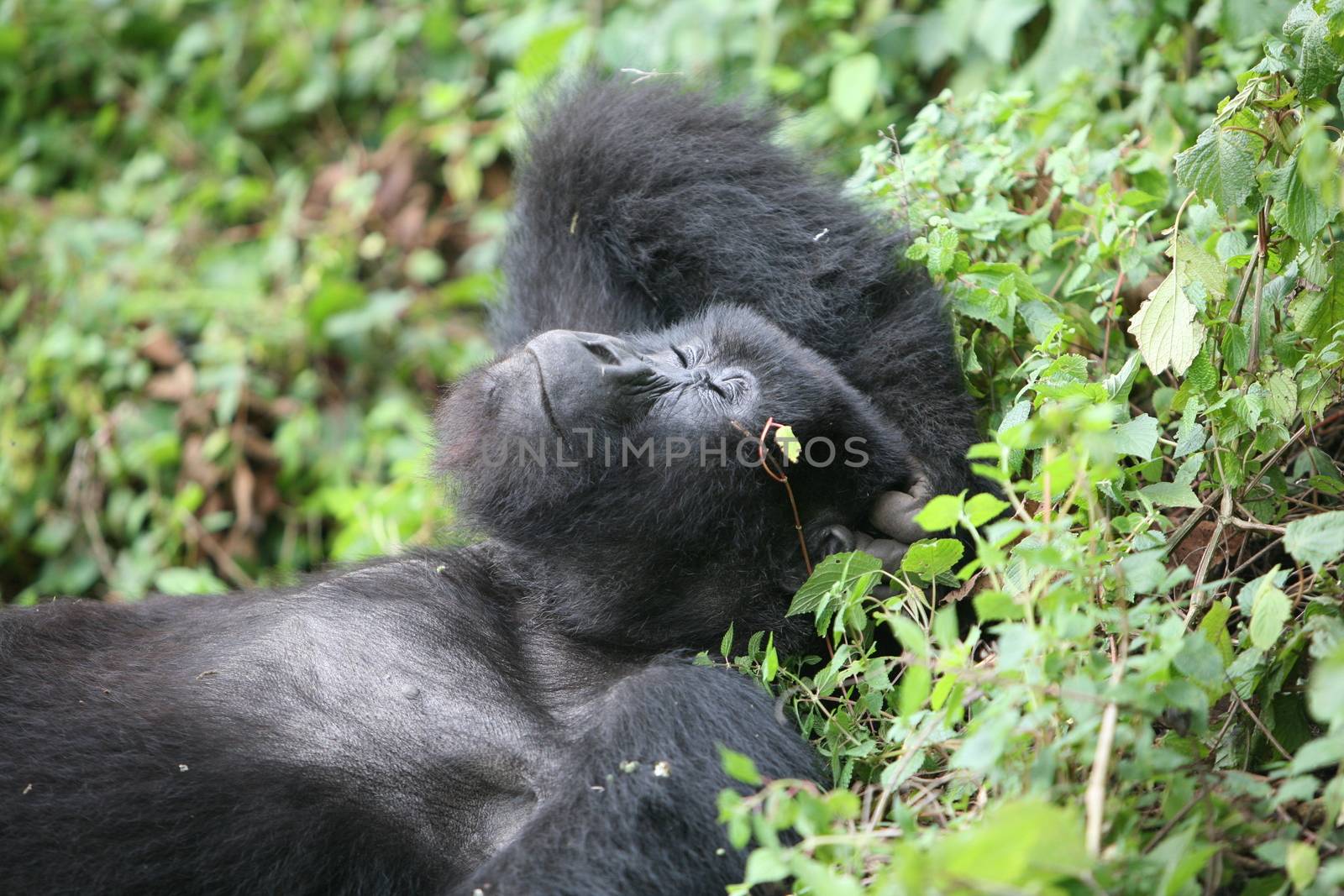 Wild Gorilla animal Rwanda Africa tropical Forest by desant7474