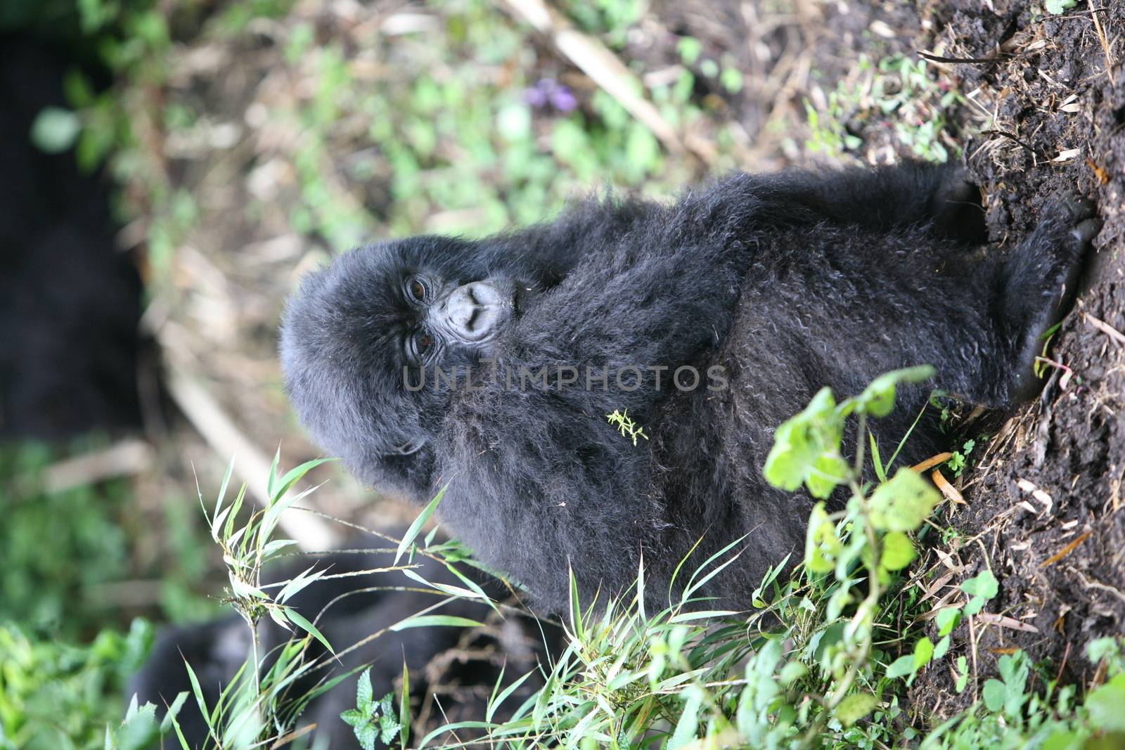 Wild Gorilla animal Rwanda Africa tropical Forest by desant7474