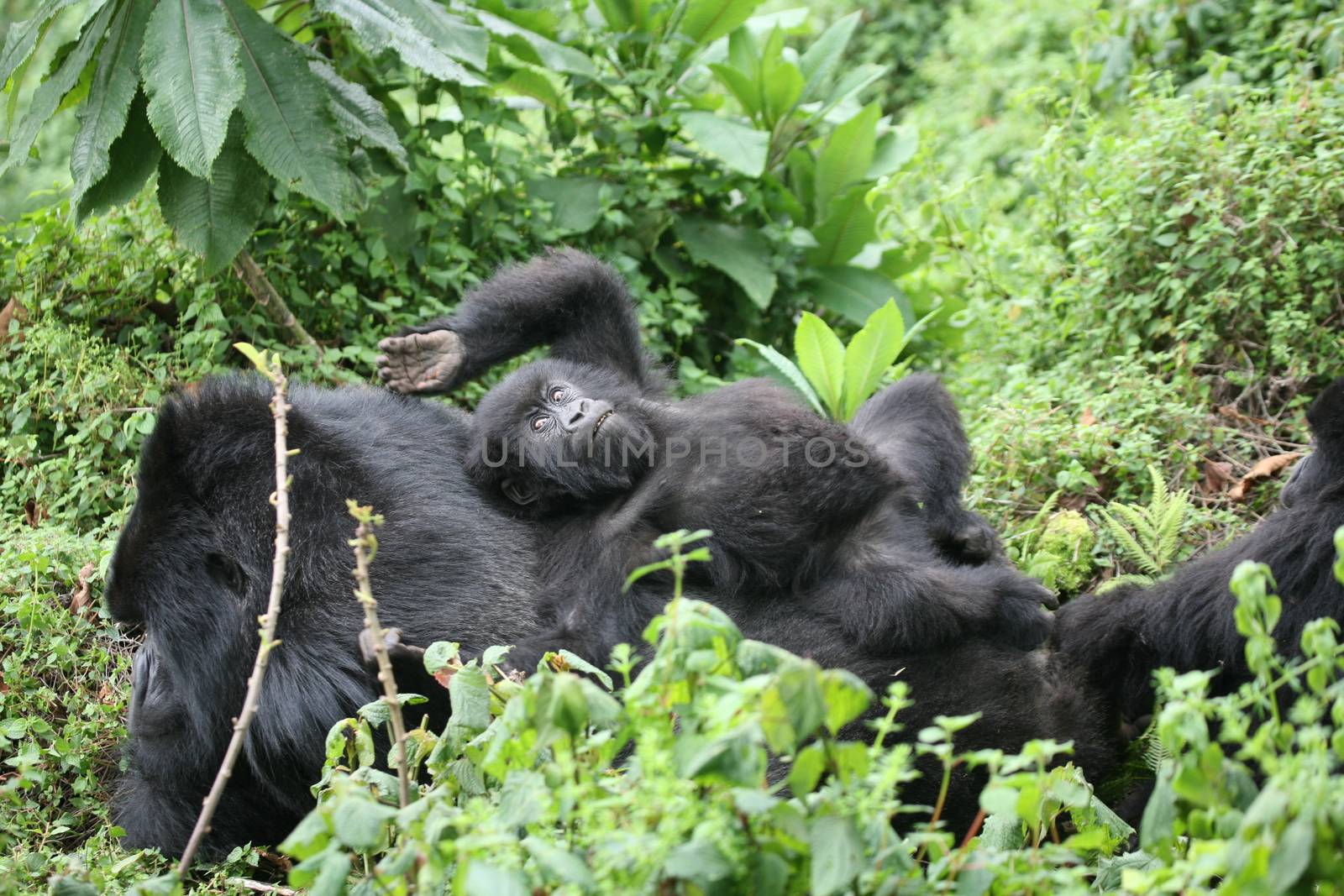 Wild Gorilla animal Rwanda Africa tropical Forest by desant7474