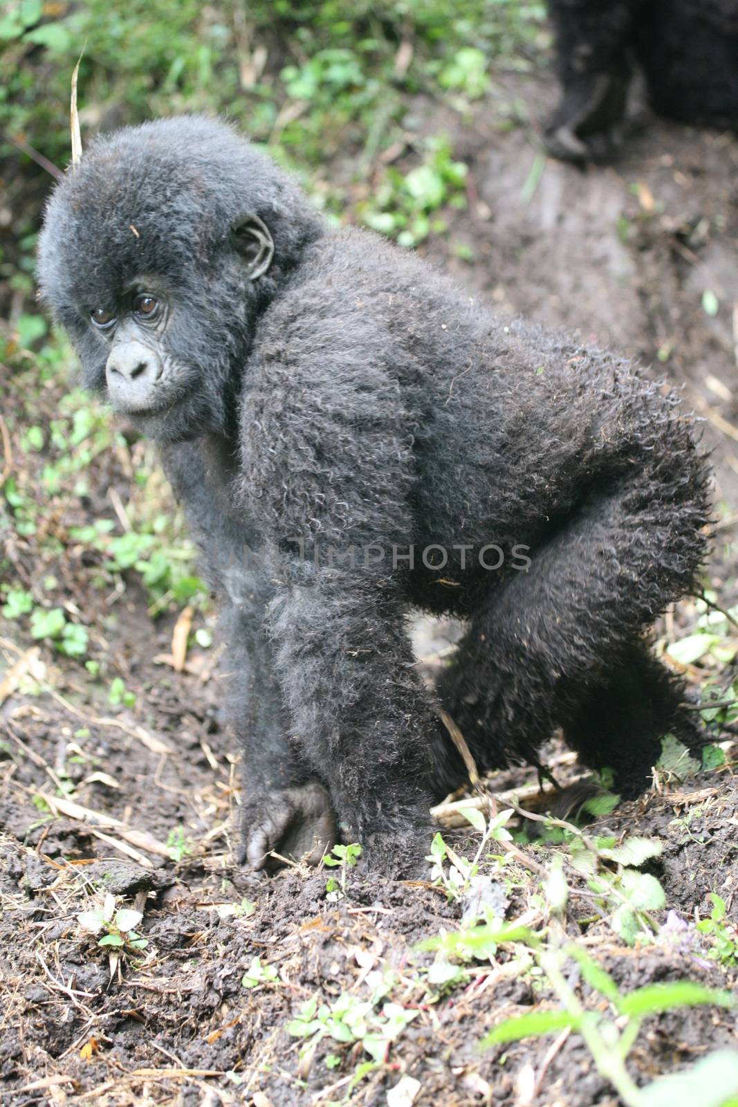 Wild Gorilla animal Rwanda Africa tropical Forest