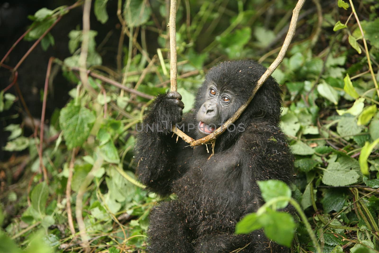 Wild Gorilla animal Rwanda Africa tropical Forest by desant7474