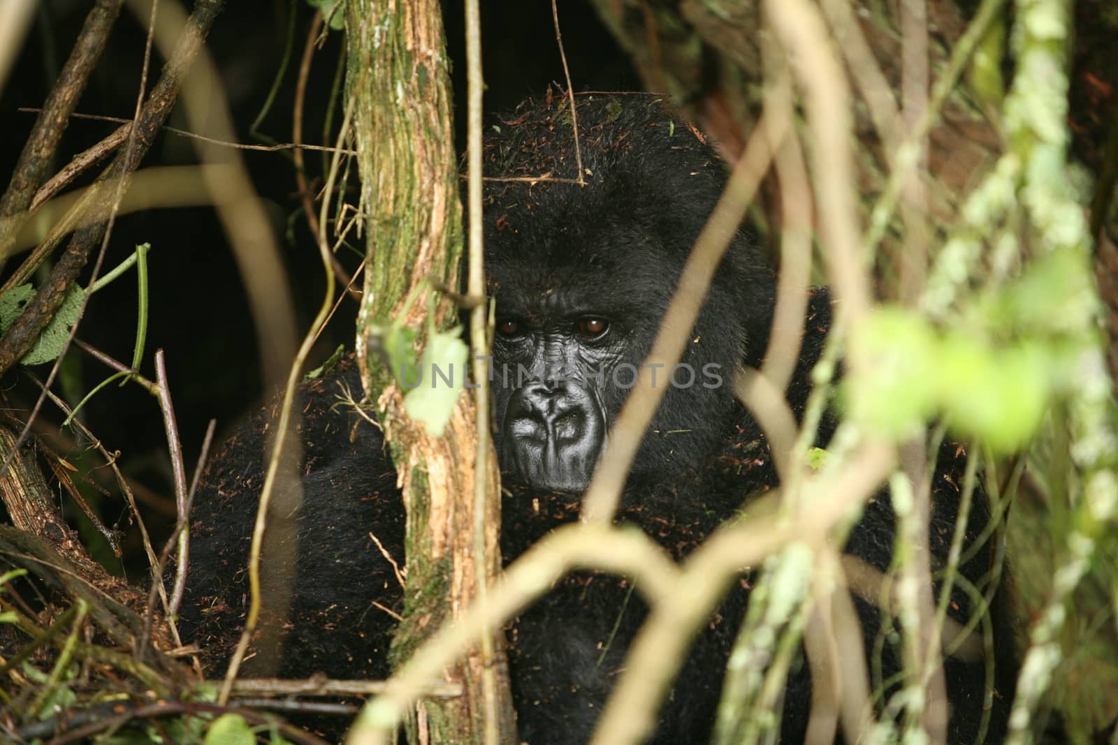 Wild Gorilla animal Rwanda Africa tropical Forest