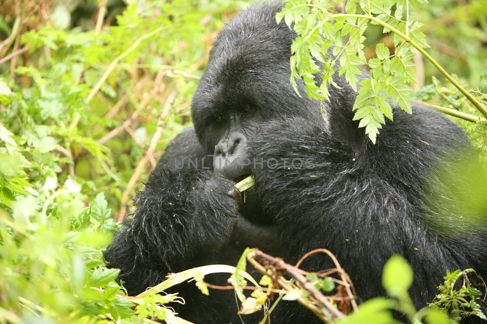 Wild Gorilla animal Rwanda Africa tropical Forest by desant7474