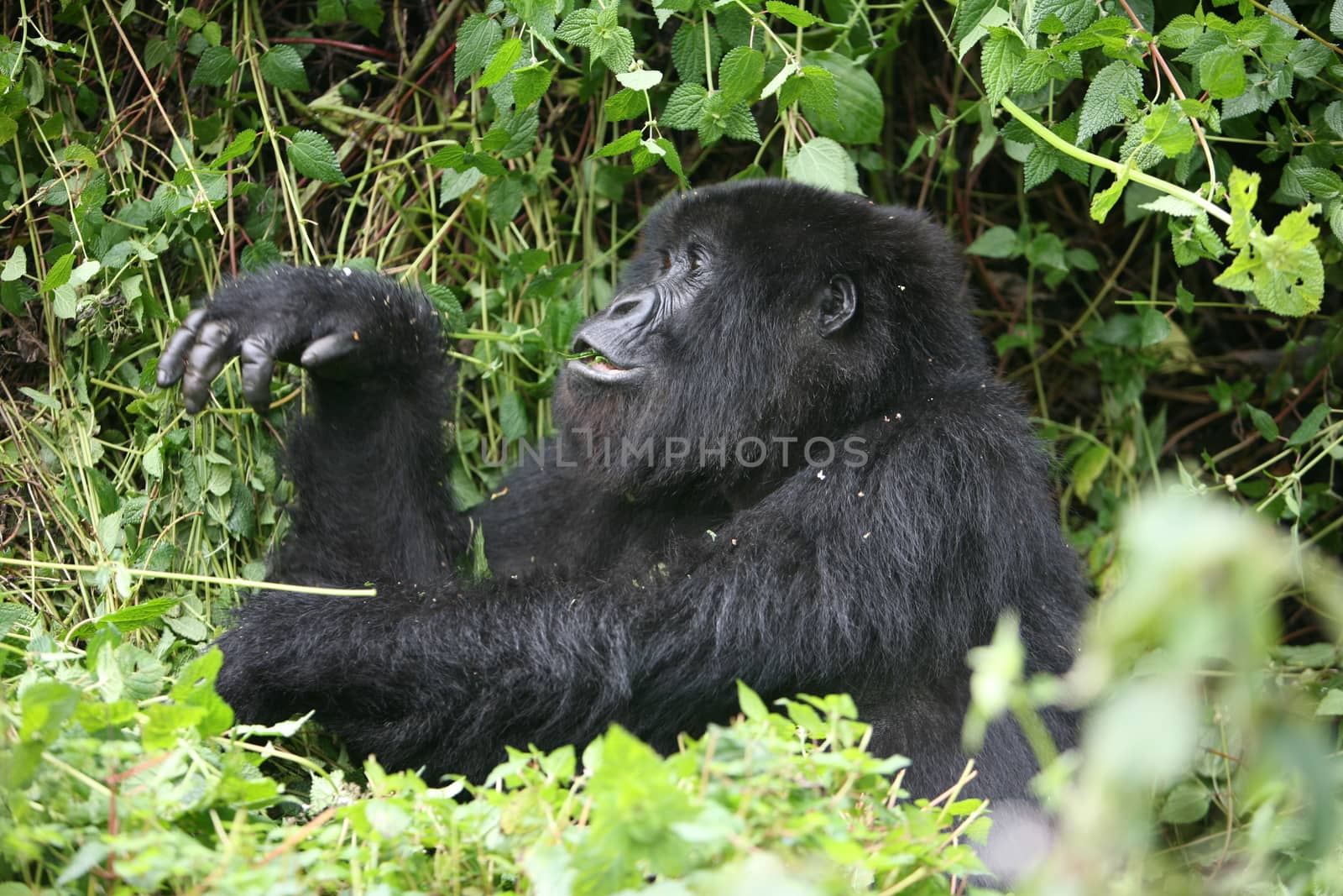 Wild Gorilla animal Rwanda Africa tropical Forest