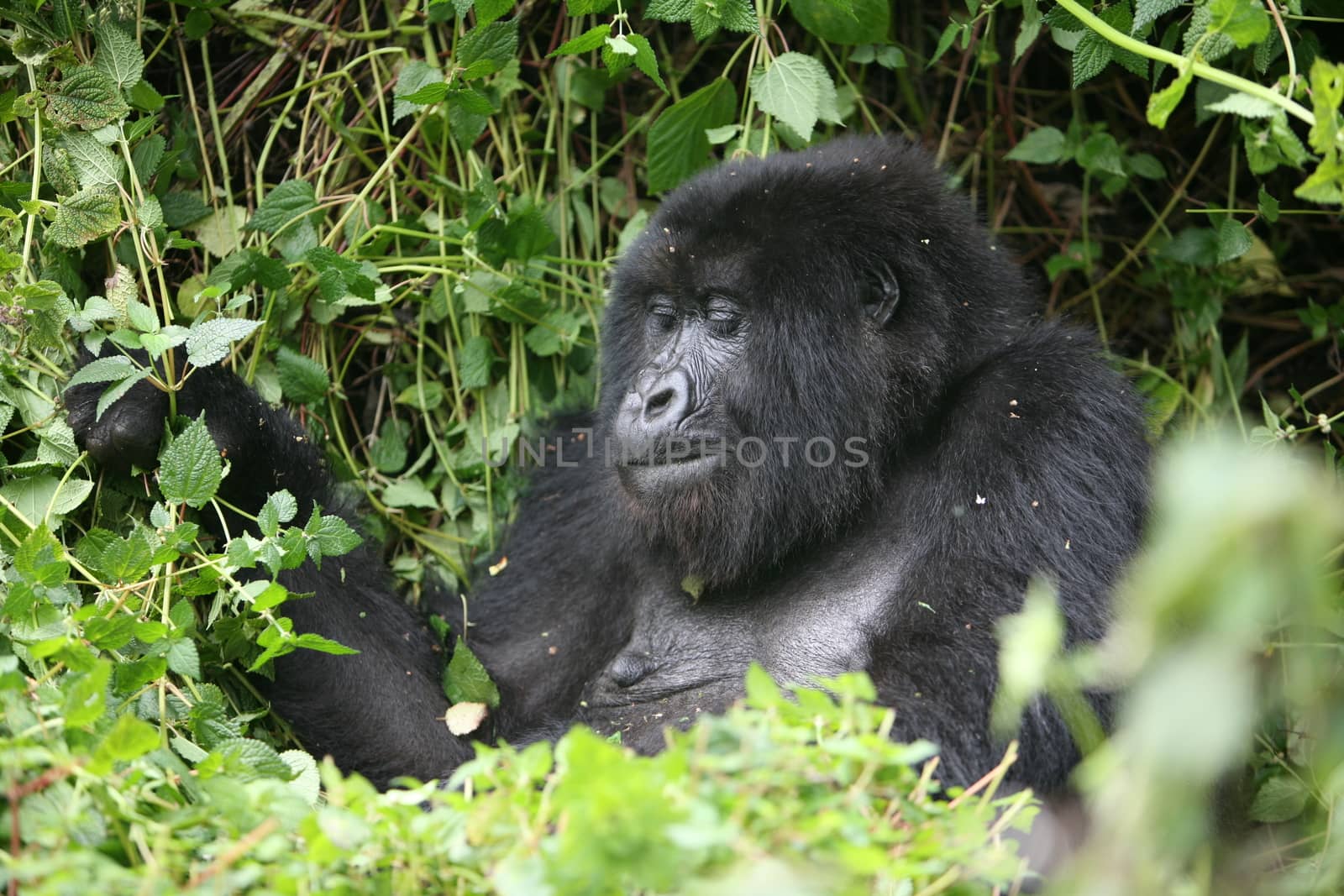 Wild Gorilla animal Rwanda Africa tropical Forest by desant7474