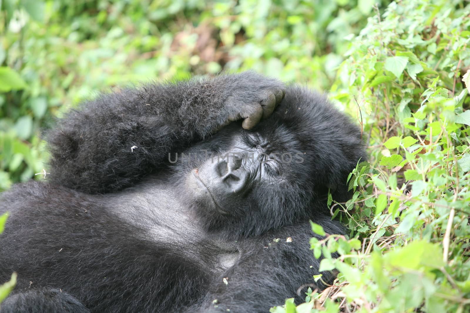 Wild Gorilla animal Rwanda Africa tropical Forest by desant7474