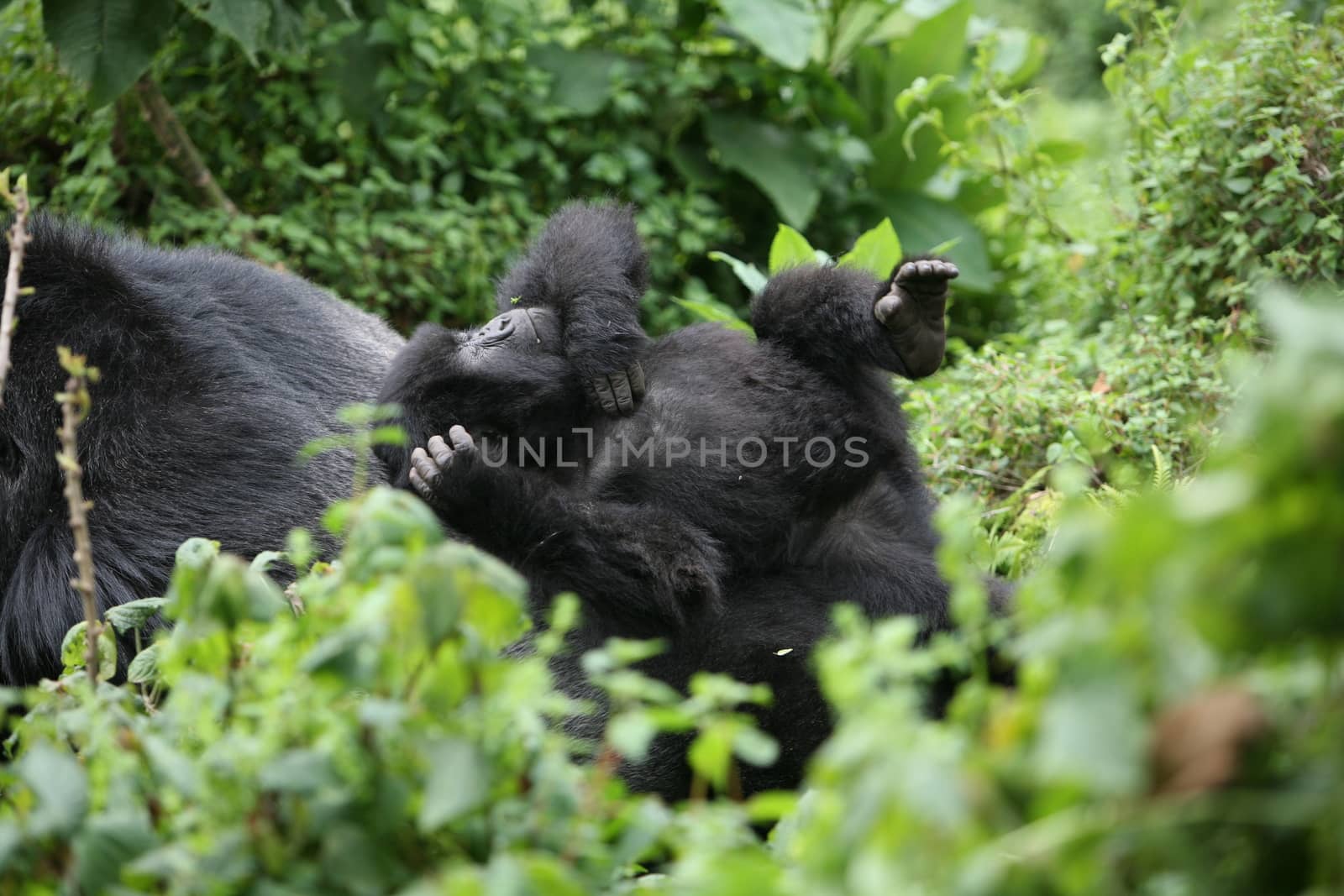 Wild Gorilla animal Rwanda Africa tropical Forest by desant7474