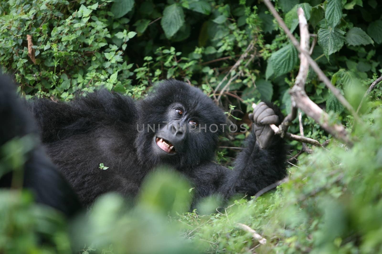 Wild Gorilla animal Rwanda Africa tropical Forest by desant7474