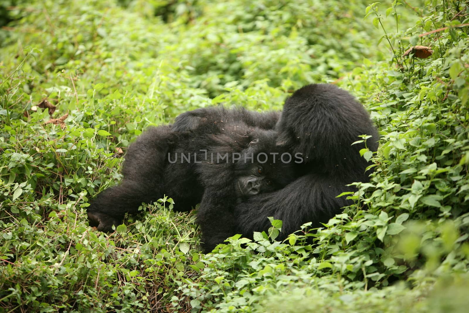 Wild Gorilla animal Rwanda Africa tropical Forest