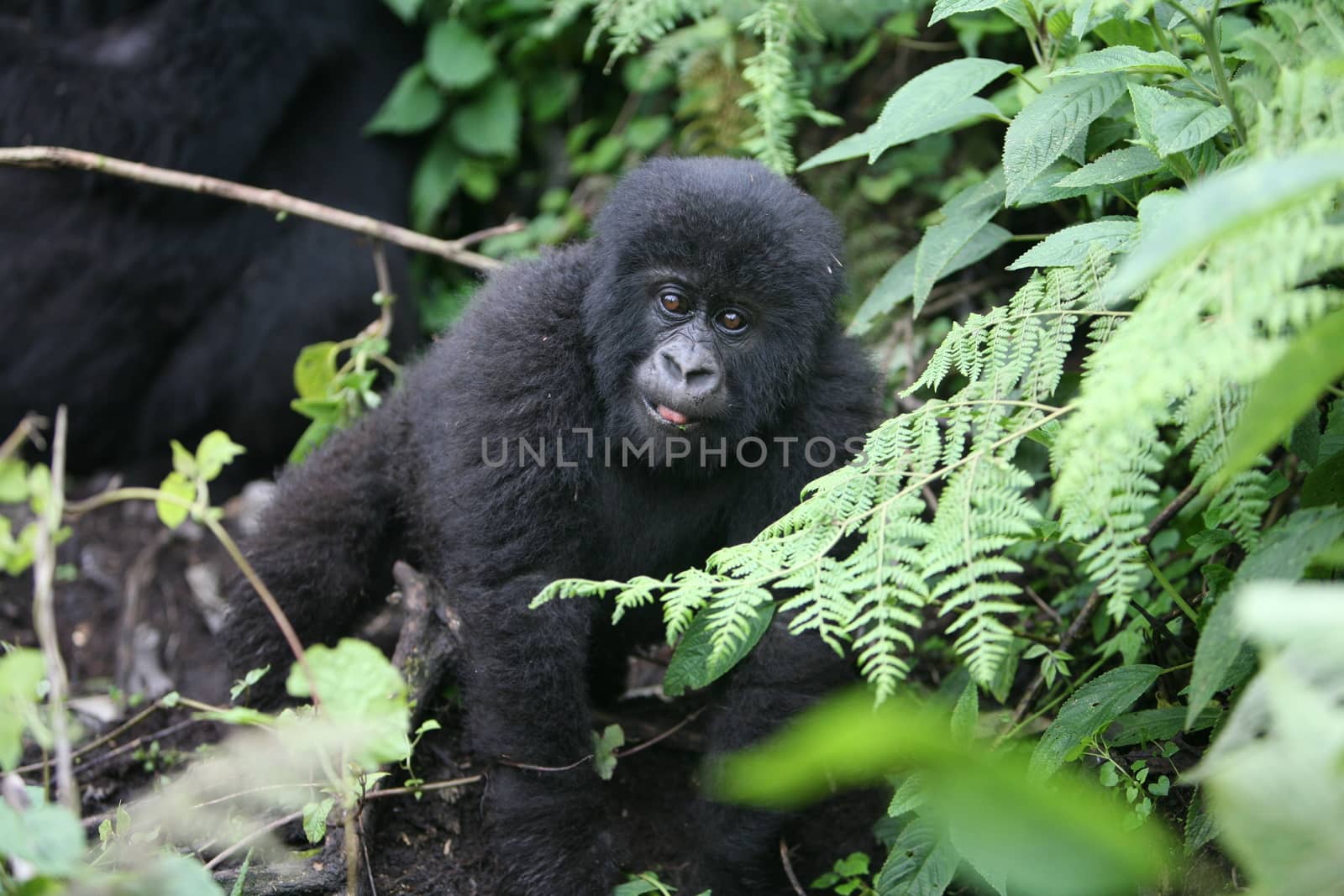 Wild Gorilla animal Rwanda Africa tropical Forest