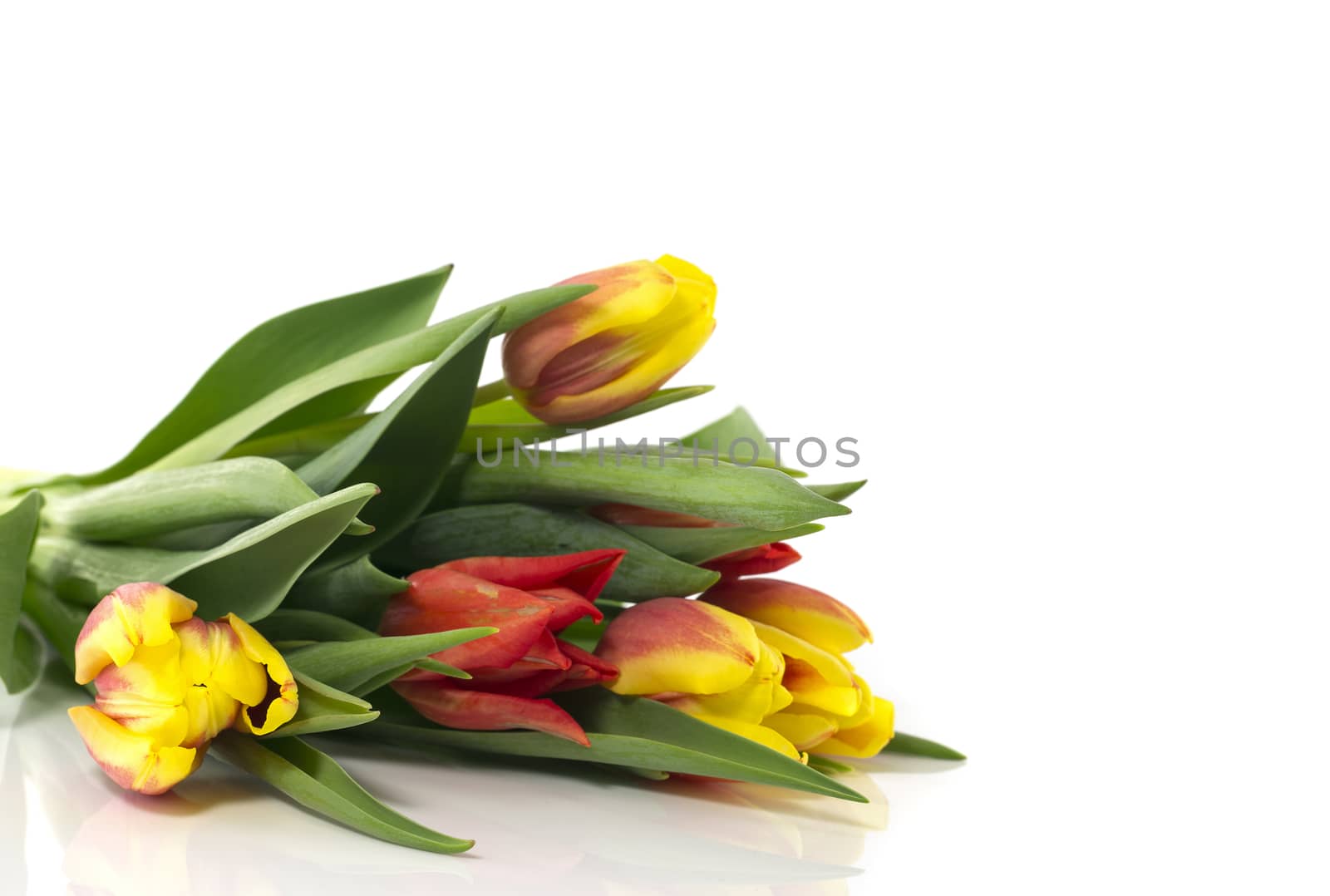 red and white tulips isolated on white background