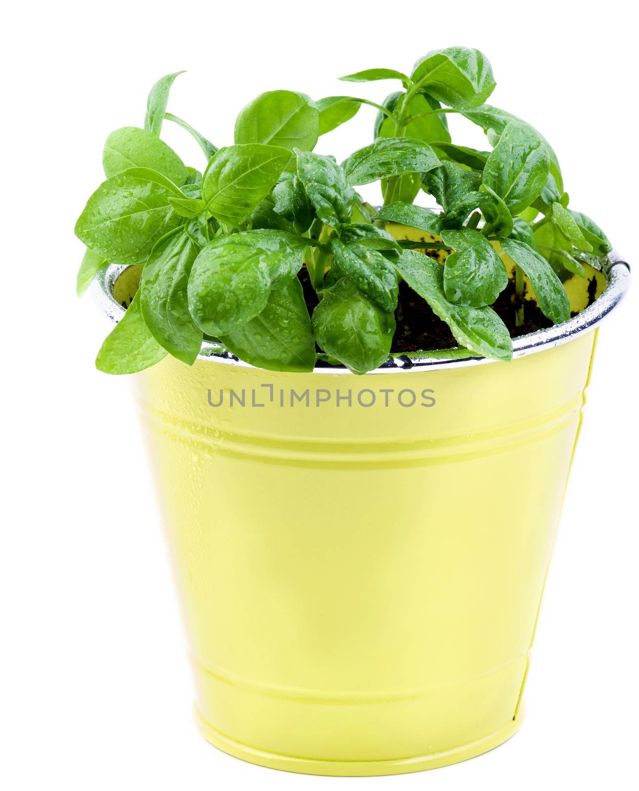 Fresh Green Lush Foliage Basil with Water Drops in Yellow Flower Pot isolated on White background