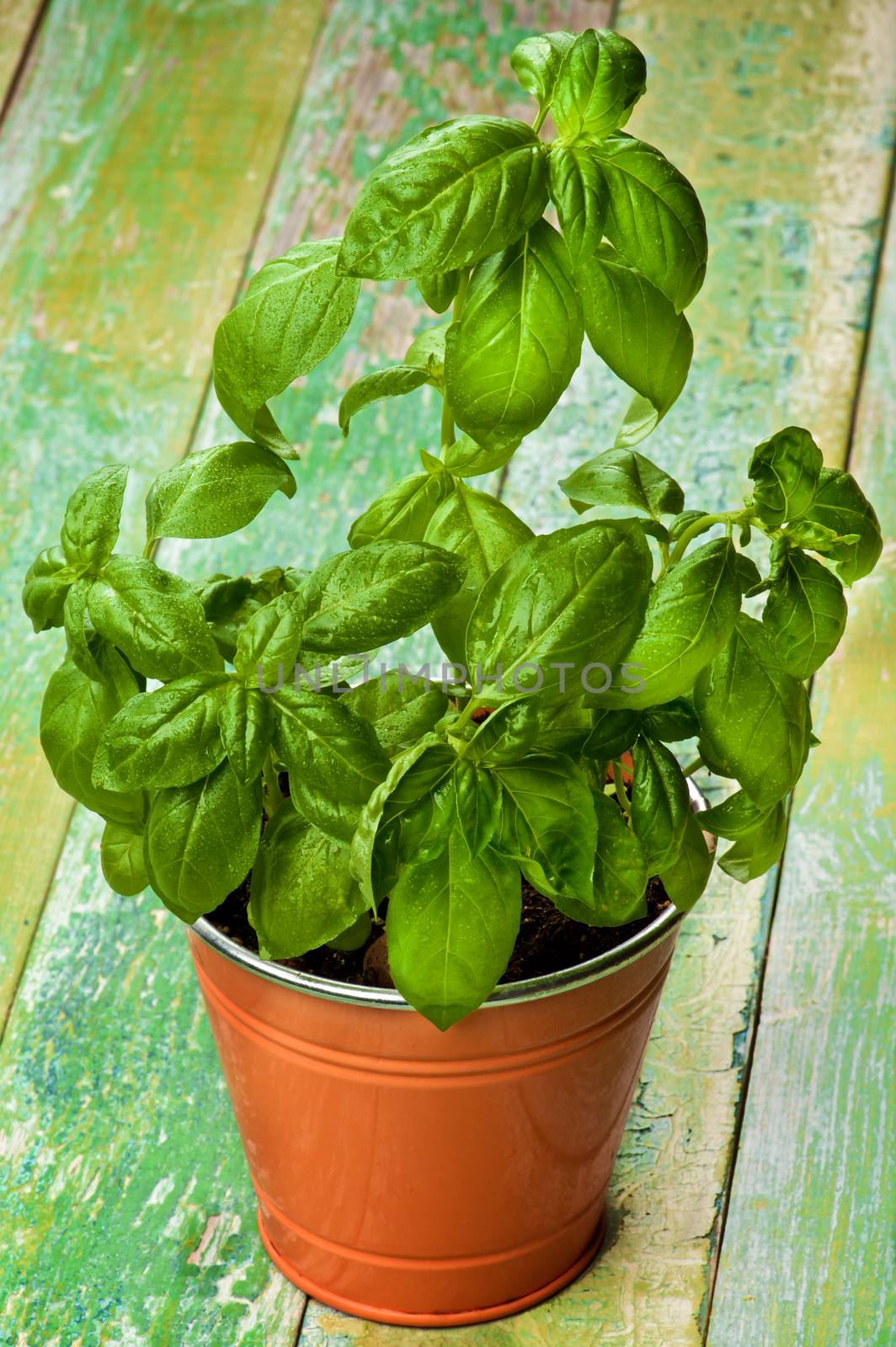 Fresh Green Lush Foliage Basil with Water Drops in Orange Flower Pot closeup on Cracked Wooden background