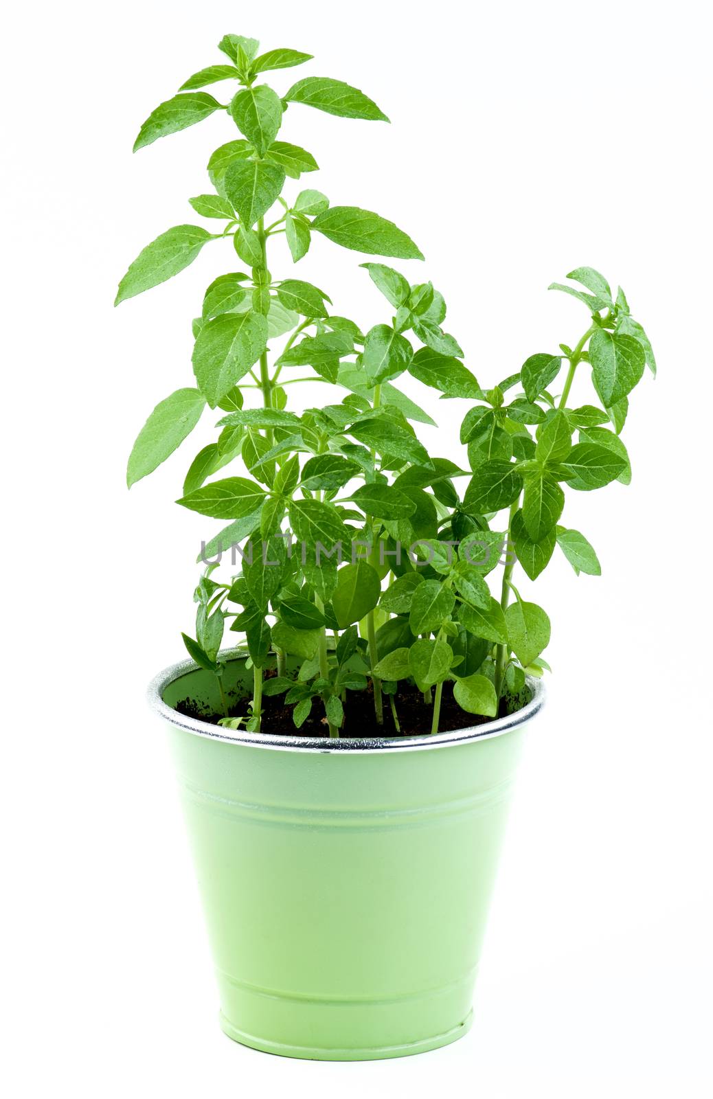 Fresh Green Lush Foliage Mediterranean Basil with Water Drops in Green Flower Pot isolated on White background