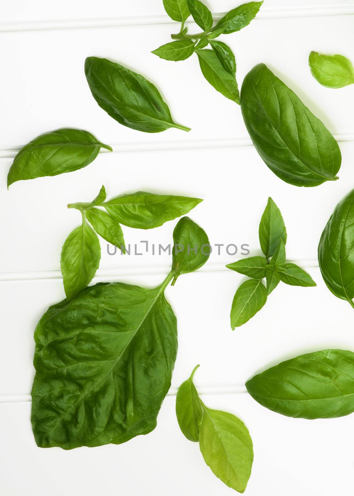 Fresh Basil Leafs by zhekos