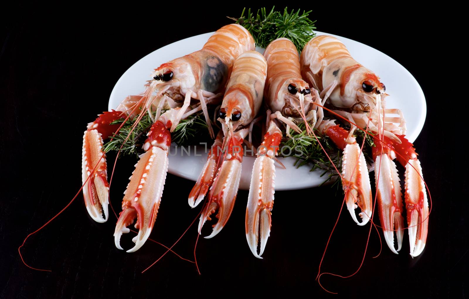 Four Big Delicious Raw Langoustines with Rosemary on White Plate closeup on Dark Wooden background