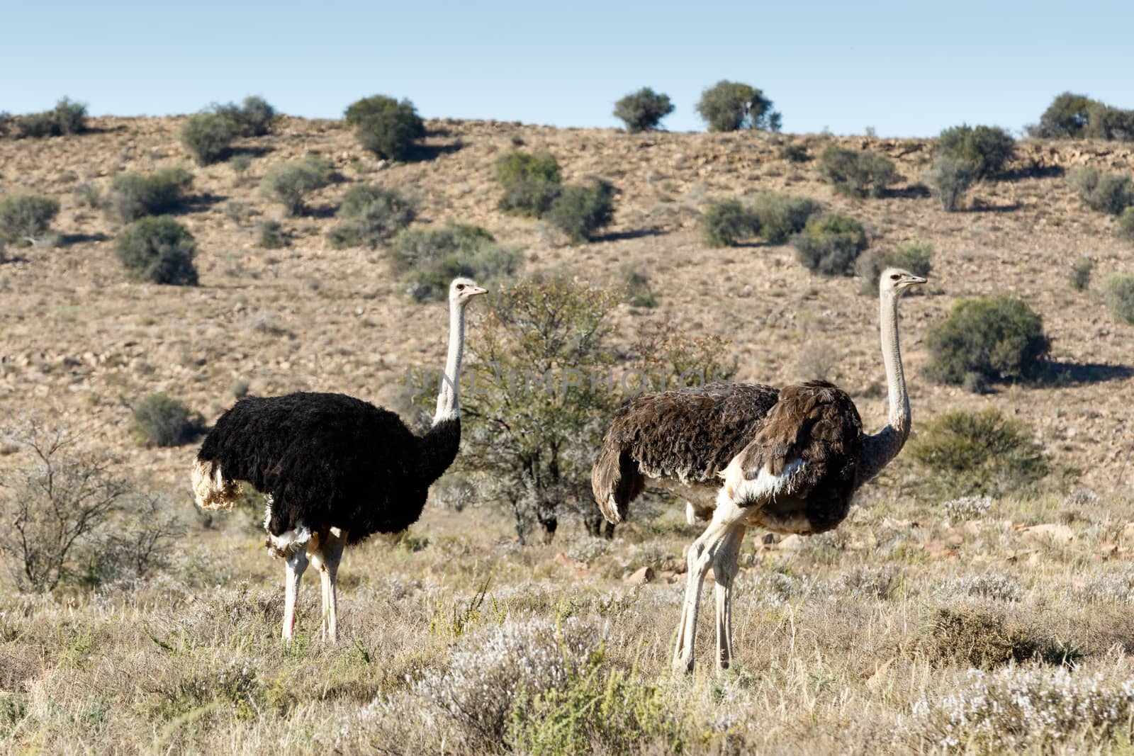 Male and Female Ostrich at The Mountain Zebra National Park is a national park in the Eastern Cape province of South Africa proclaimed in July 1937 for the purpose of providing a nature reserve for the endangered Cape mountain zebra.