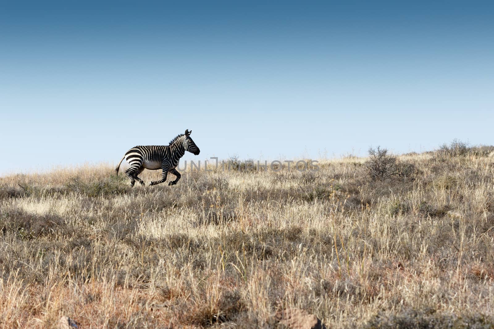 Run Mountain Zebra Run - Mountain Zebra National Park is a national park in the Eastern Cape province of South Africa proclaimed in July 1937 for the purpose of providing a nature reserve for the endangered Cape mountain zebra.