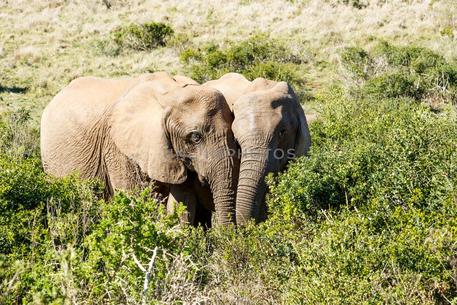 In Love Male and Female - The African bush elephant is the larger of the two species of African elephant. Both it and the African forest elephant have in the past been classified as a single species.
