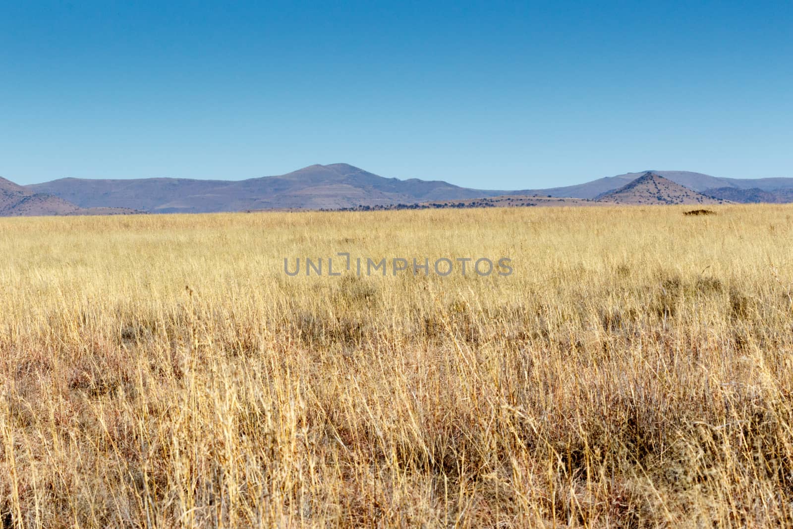 Mountain Zebra National Park is a national park in the Eastern Cape province of South Africa proclaimed in July 1937 for the purpose of providing a nature reserve for the endangered Cape mountain zebra.