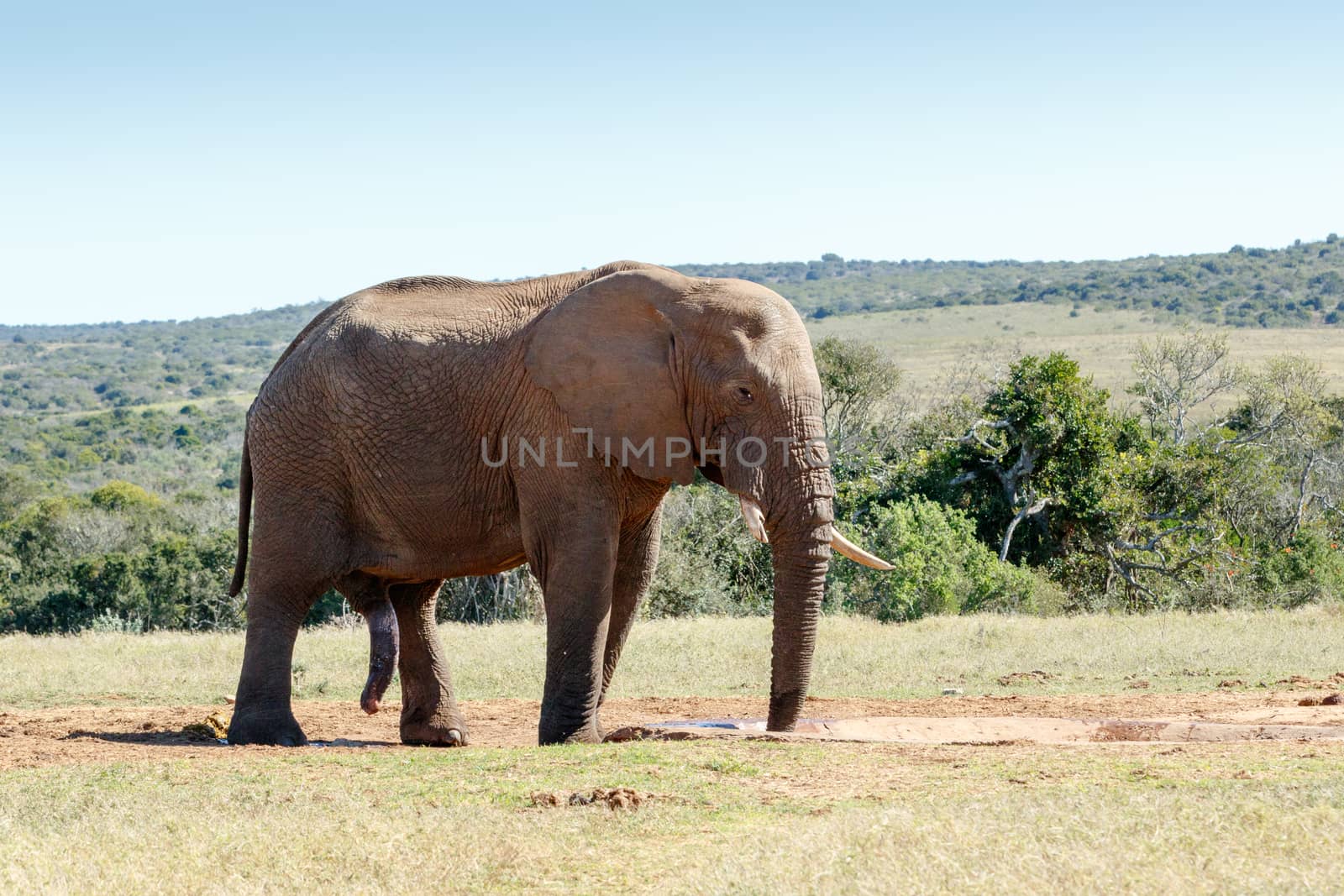 It is all hanging - The African bush elephant is the larger of the two species of African elephant. Both it and the African forest elephant have in the past been classified as a single species.