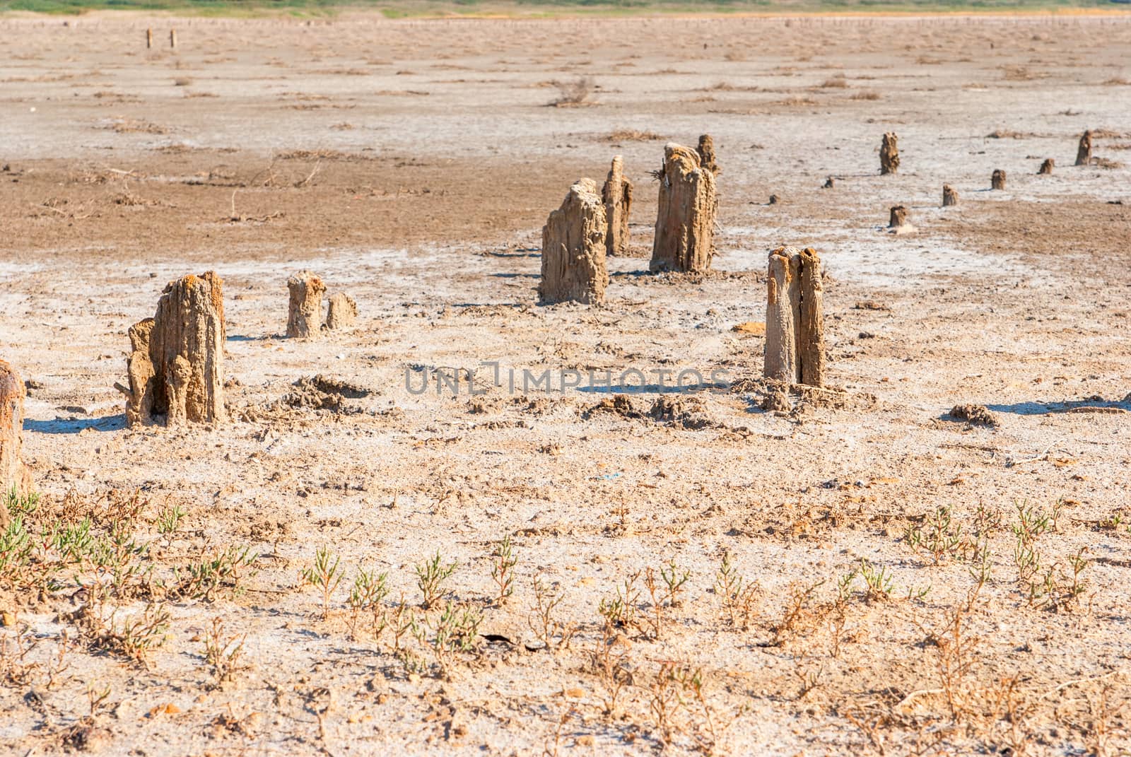 Petrified tree stubs on the bank of the salty lake, Kuyalnik, Ukraine