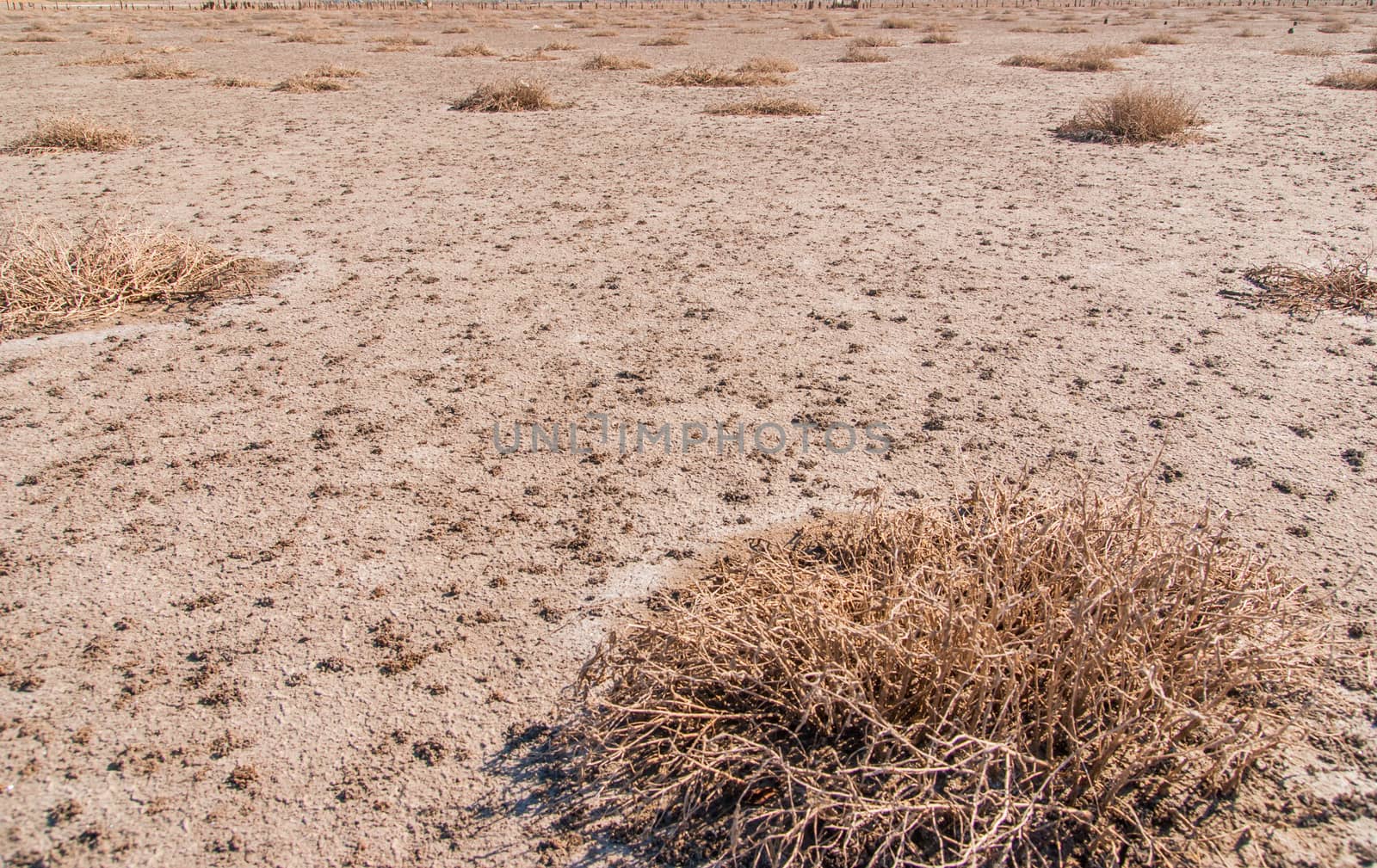 Dried salt lake Kuyalnik shore , Odessa, Ukraine