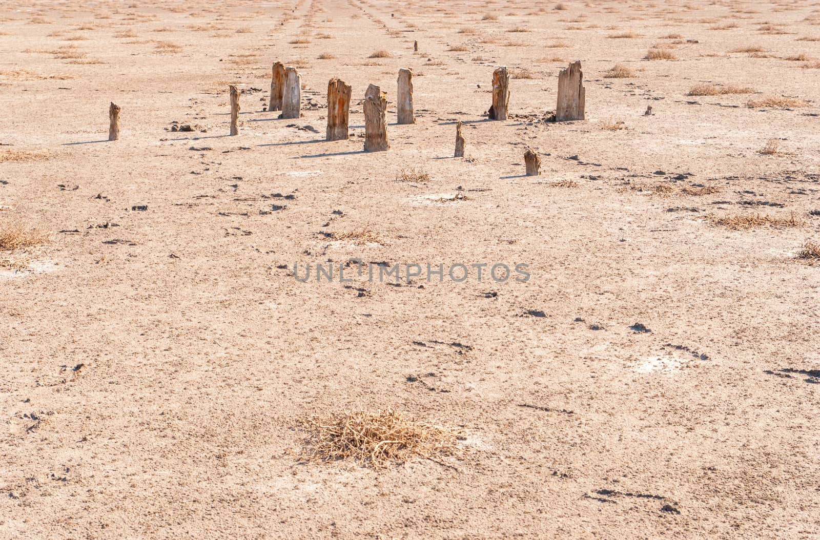 Petrified tree stubs on the bank of the salty lake, Kuyalnik, Ukraine