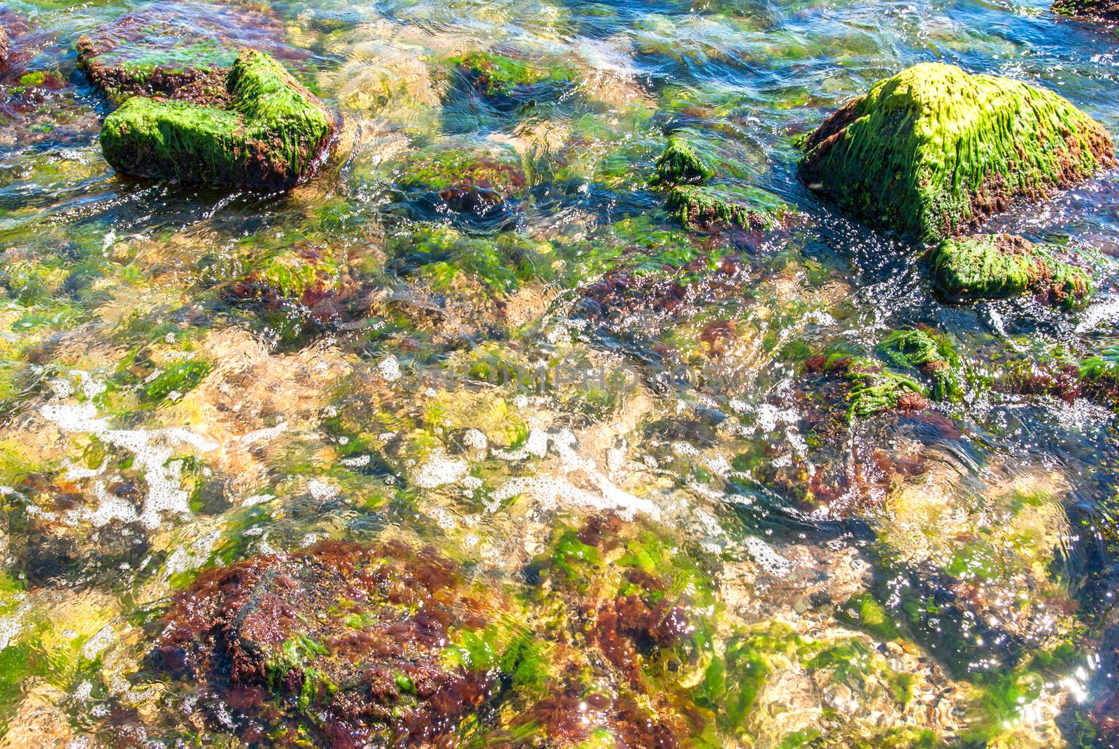 Rocks and green algae under water drawn by stream.