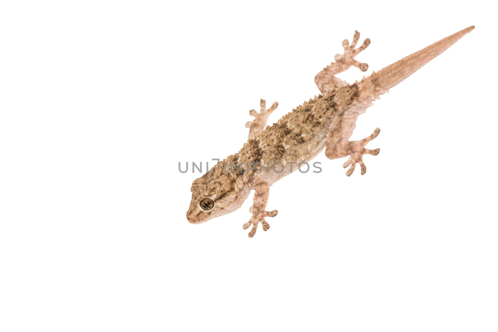 Gekko, small iguana isolated on white background