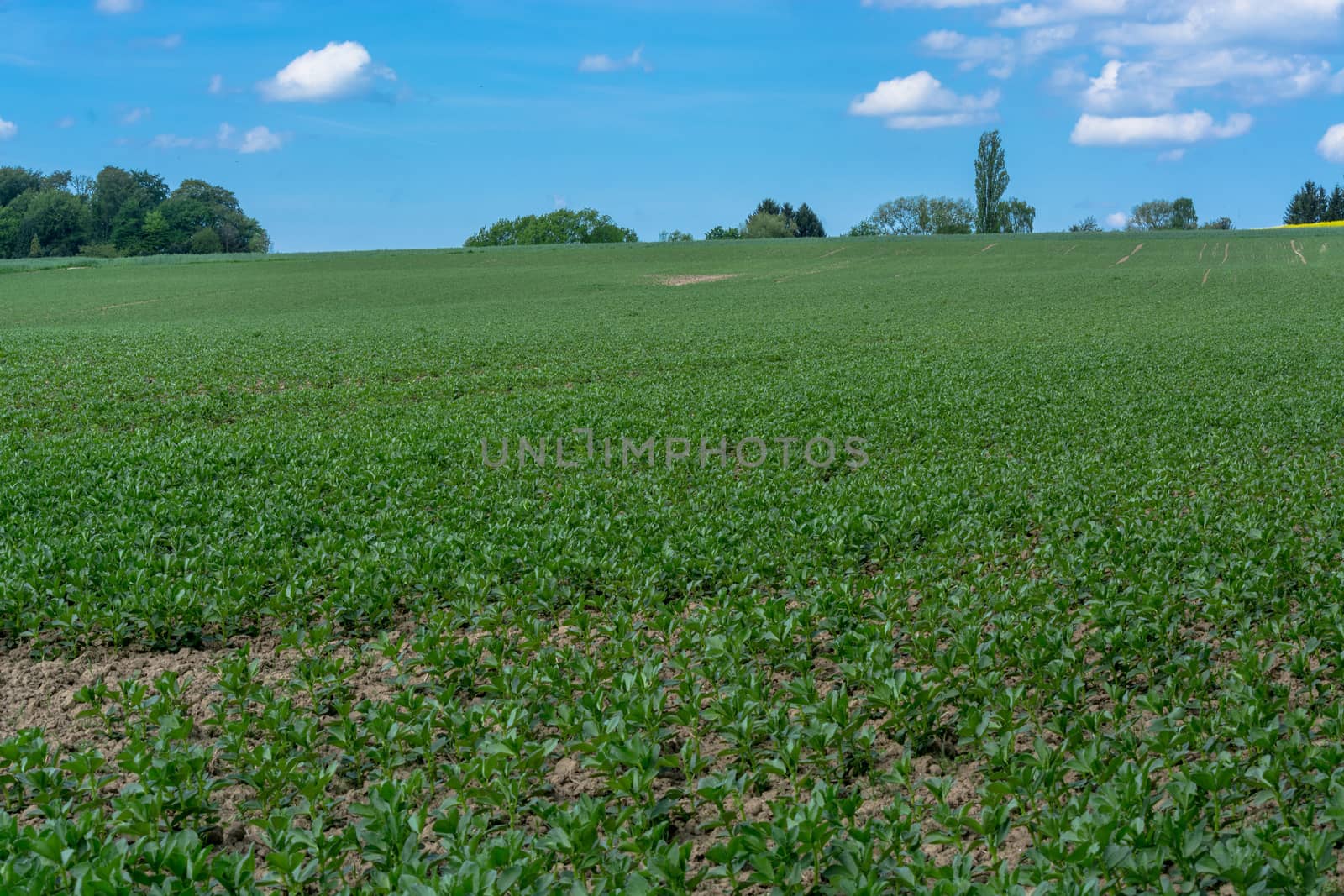 Agricultural landscape against blue sky by JFsPic