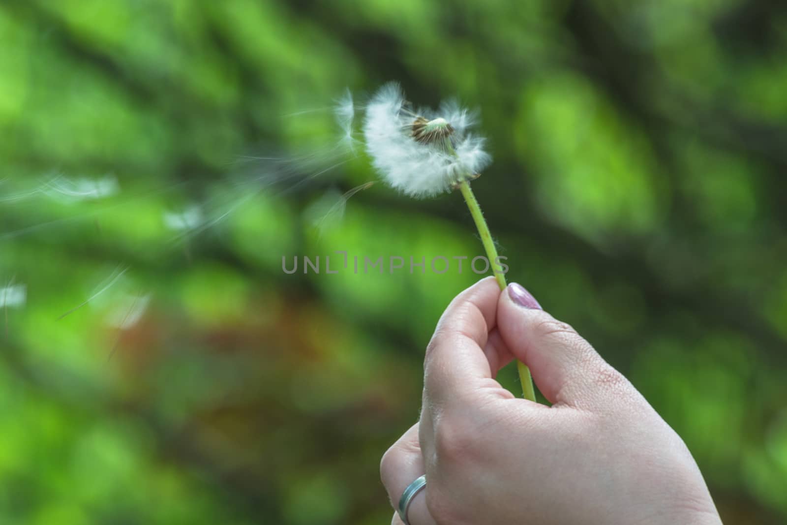 Closeup of dandelion in a hand against green background.