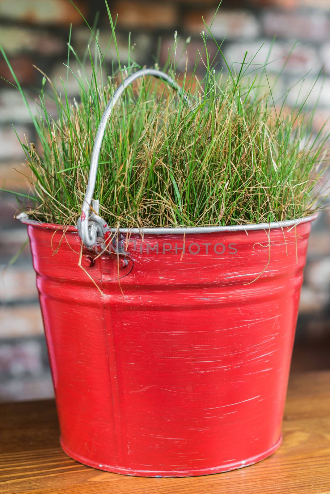 Fresh green grass growing in metallic red bucket on the table