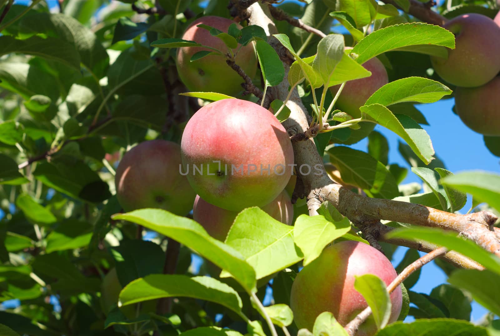 apples in a tree at the orchard leafs and branch by jacquesdurocher