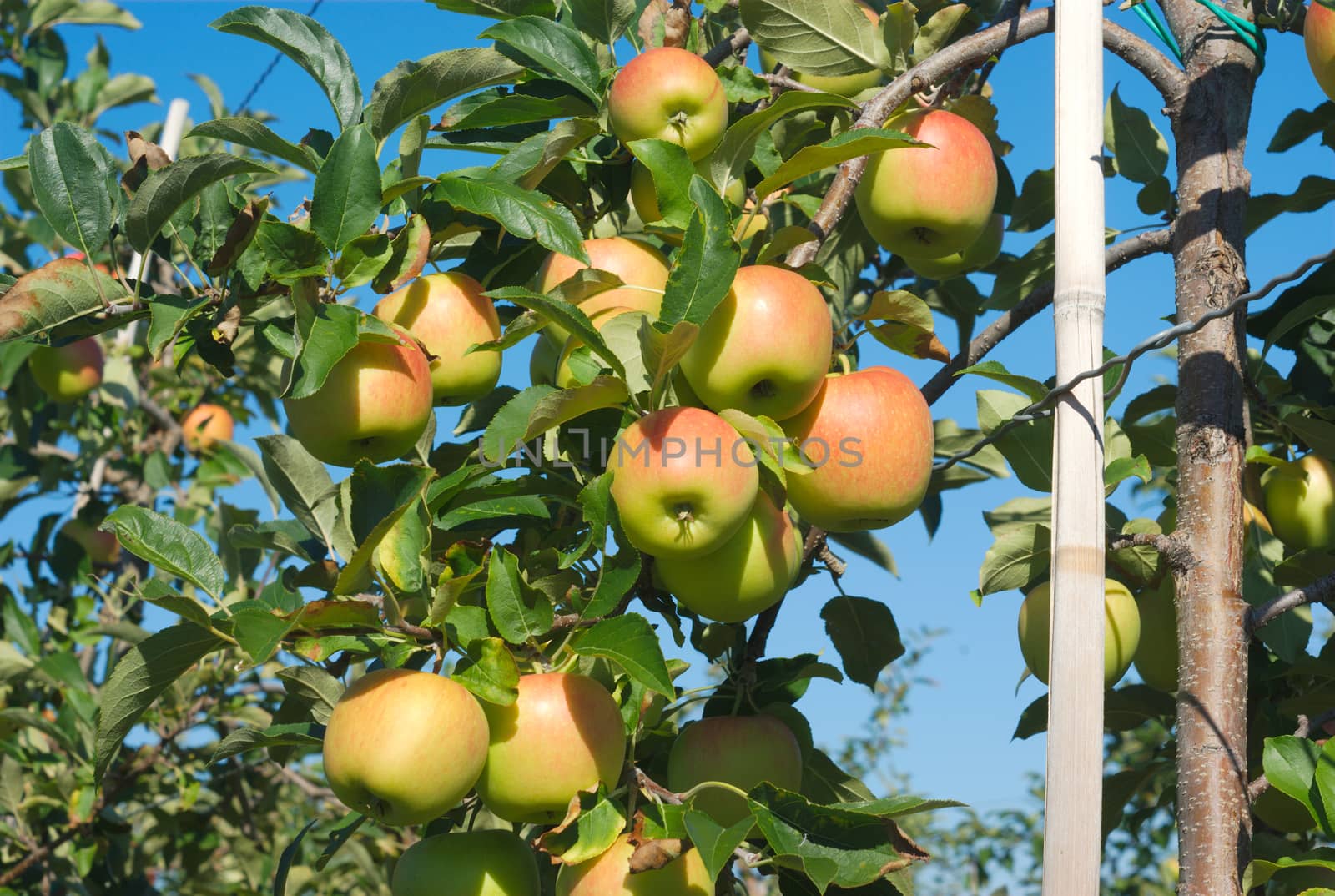 apple tree with yellow fruits at the orchard