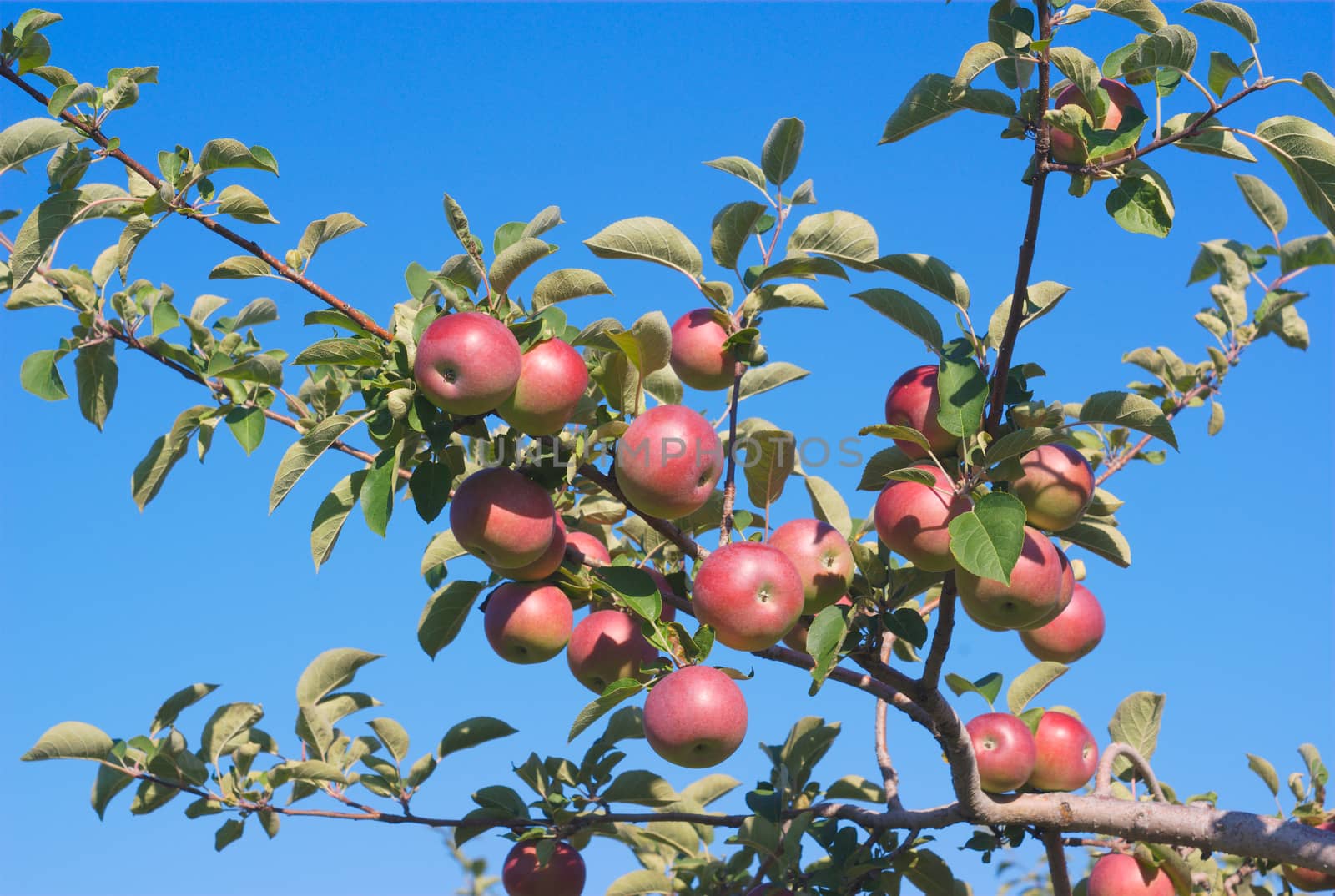 many apples in tree, branch orchard on blue sky by jacquesdurocher