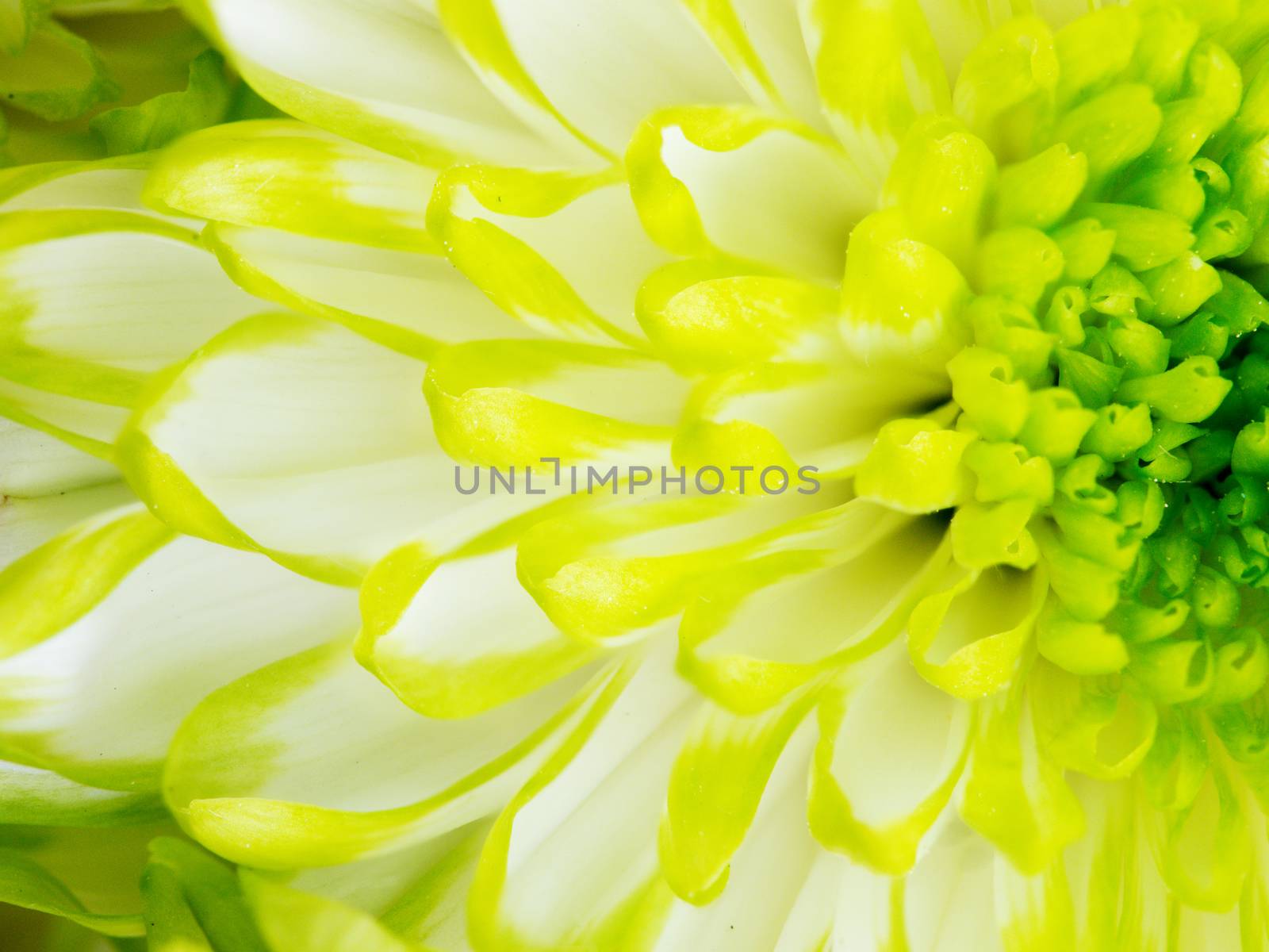 Extreme close up macro image of Green Chrysanthemum Flower. Detail of Lime Green Chrysanthemum Flower