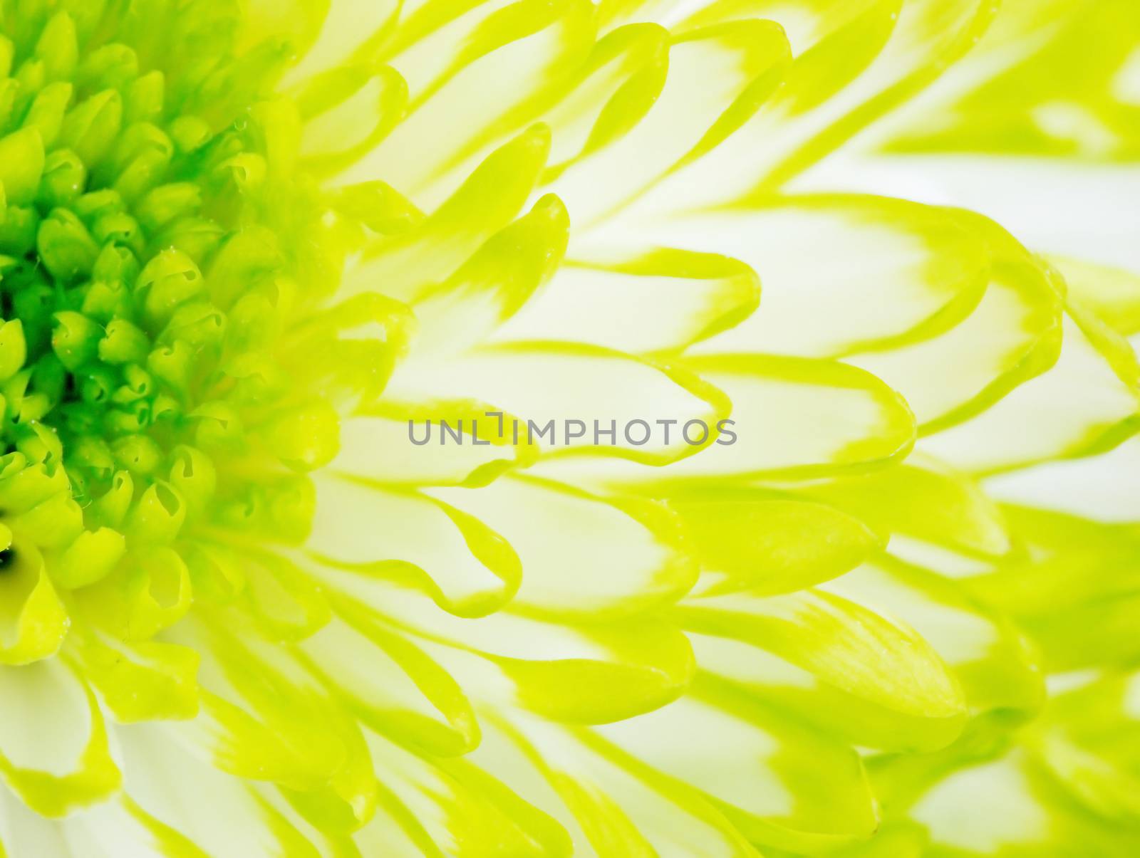 Extreme close up macro image of Green Chrysanthemum Flower. Detail of Lime Green Chrysanthemum Flower