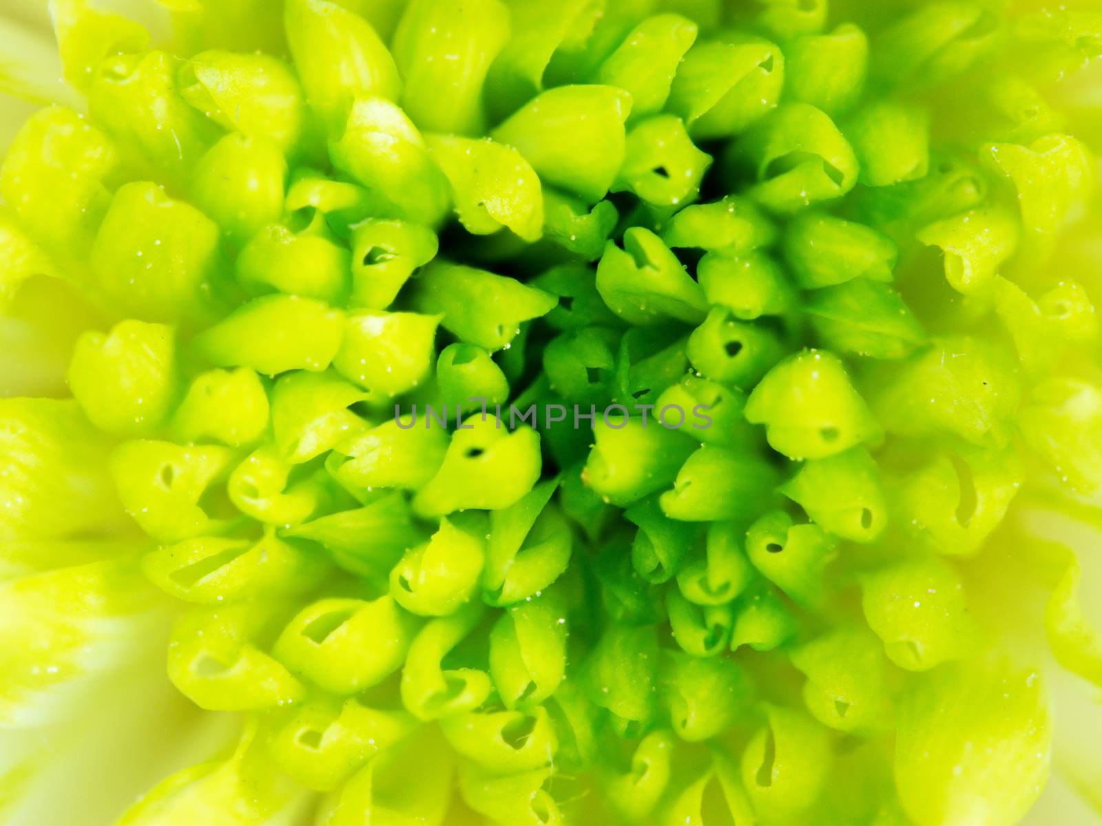 Detail of Lime Green Chrysanthemum Flower Square Backround by fascinadora