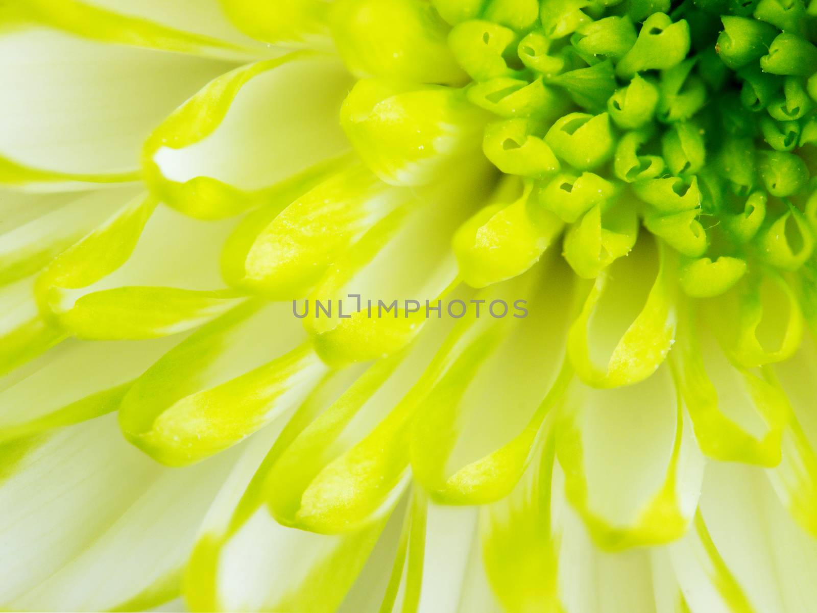 Extreme close up macro image of Green Chrysanthemum Flower. Detail of Lime Green Chrysanthemum Flower