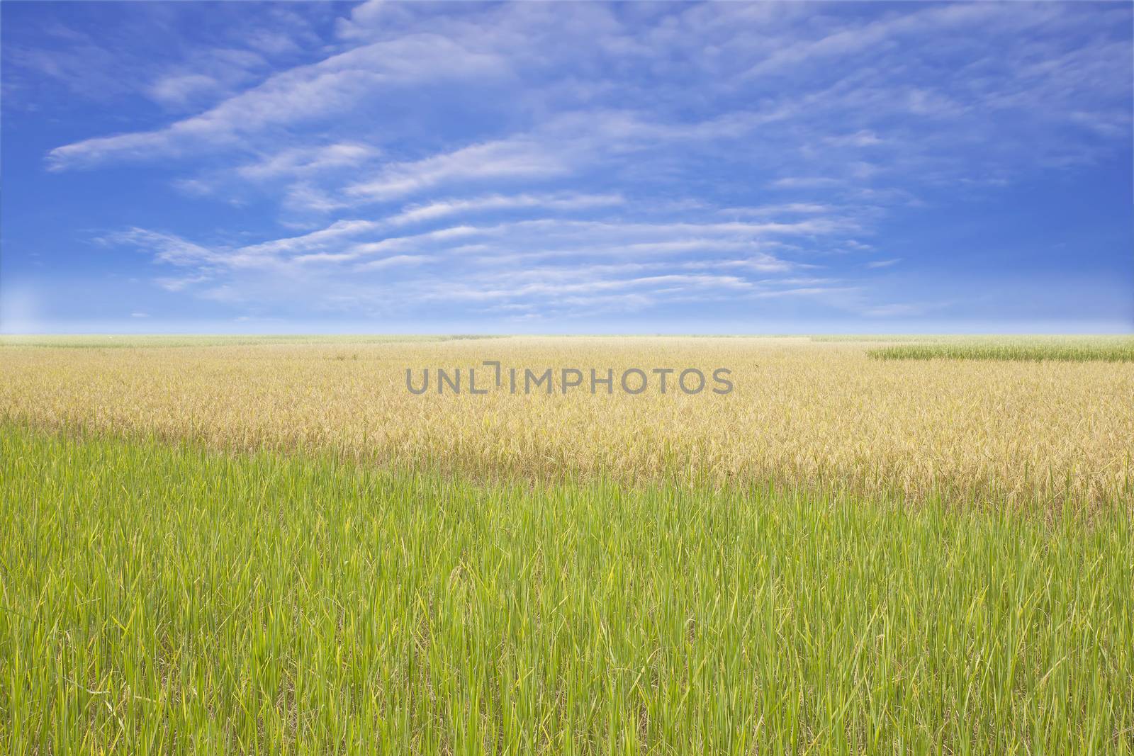 Blue sky and a rice filed