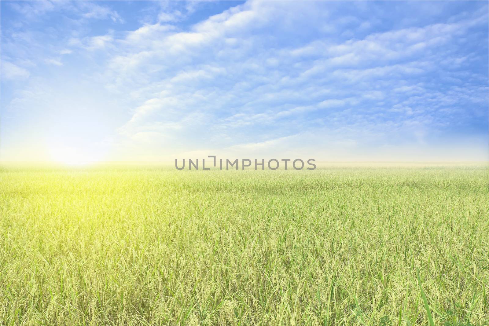 Blue sky and a rice filed