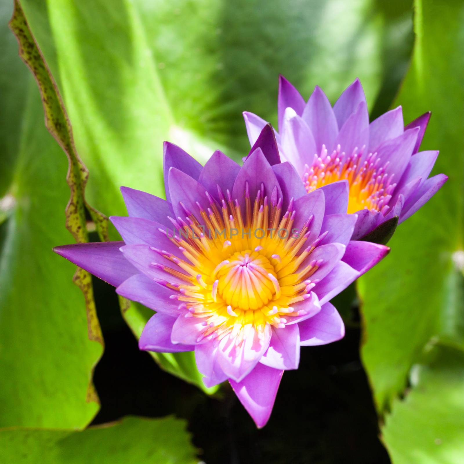 Beautiful lotus flower. Saturated colors and vibrant detail make by nopparats