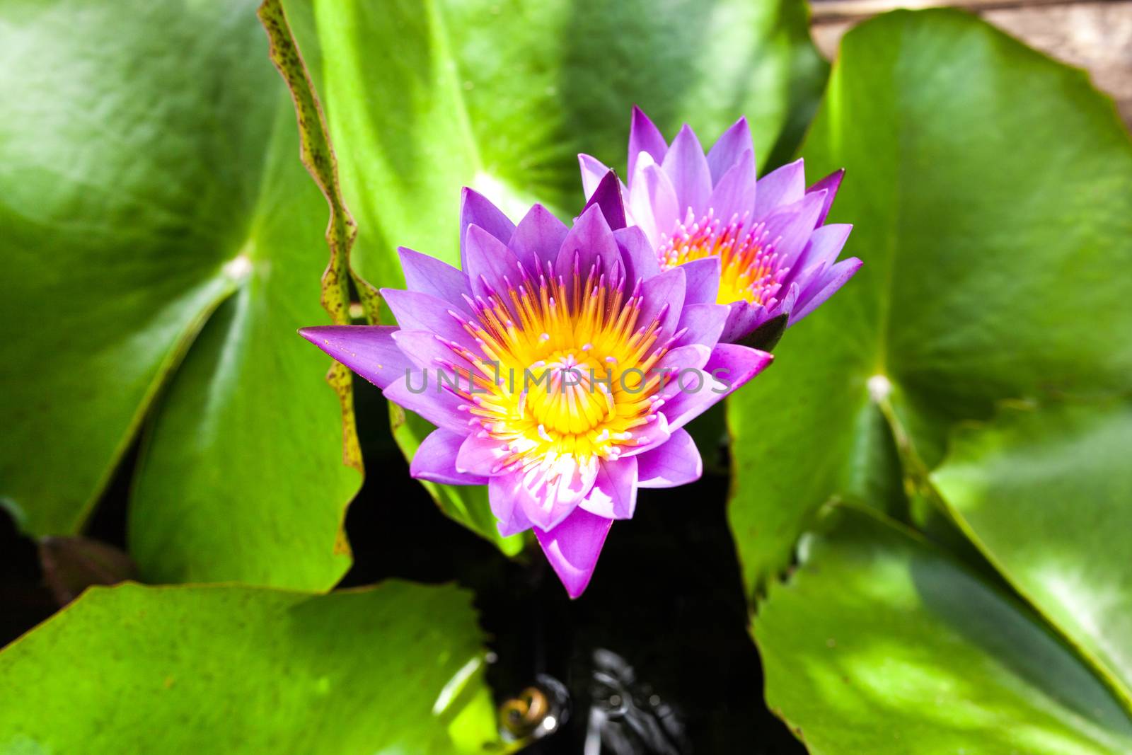 Beautiful lotus flower. Saturated colors and vibrant detail make this an almost surreal image.