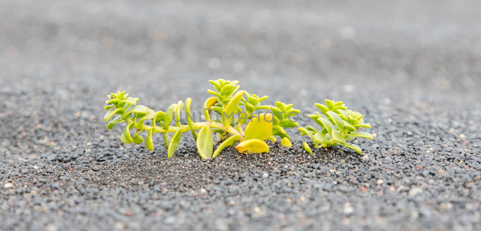 Plant growing on black sand - Iceland by michaklootwijk