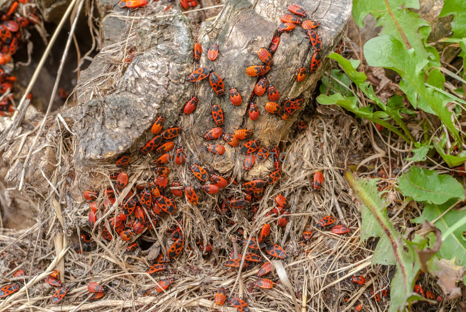 colony of black and red Firebug or Pyrrhocoris apterus, on a old tree stump by uvisni